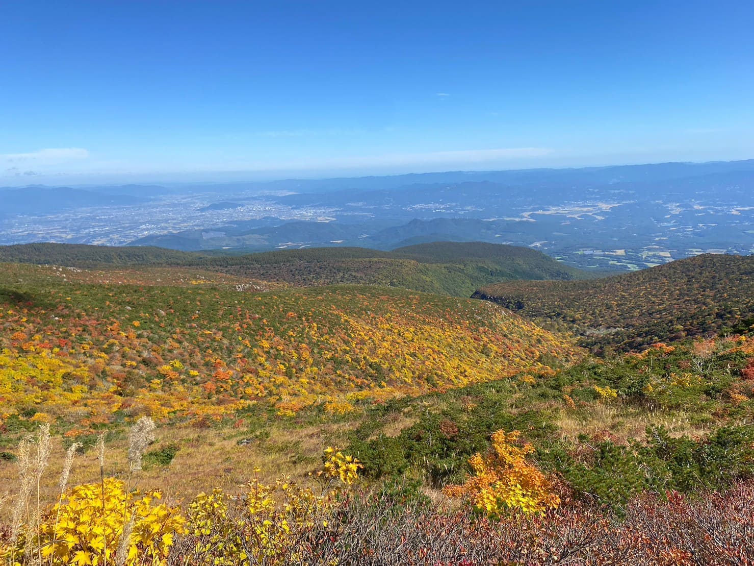 一面の紅葉